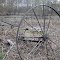 Old Rake in the Swamp