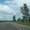 Trees after Kristi Lane