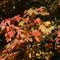 Autumn Change