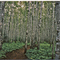 Birch Grove, Carlton Peak Trail