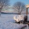 Snowy Morning