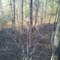 Tree Stand Nov 5 2011
