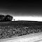 field | trees | road |sky
