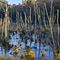 Swampy