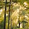 Morning Sun