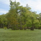 Green trees & aquatic vegetation