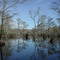 Merchant Mill Pond S.P.