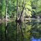 Merchants Millpond State Park
