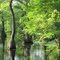 Merchants Millpond from Boat Ramp