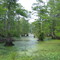 Merchants Millpond State Park