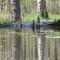 Gator Merchants Millpond 2010