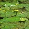 Yellow Water Lilies At Merchant's Millpond State Park, NC