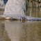 Aligator in Merchants Millpond near Sunbury NC