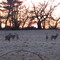 Deer in Doylestown Field
