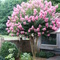 Crepe Myrtle in full bloom