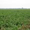 Sugar beet field