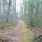 Box Huckleberry (Gaylussacia brachycera) area
