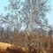 Sycamore in winter
