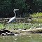 Great Blue Heron & Painted Turtles on Paulinskill Creek