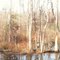 Near Philadelphus NC. swamp