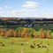 Cow Pasture in Canton, PA - 10-04-2008