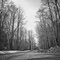 Road to Gurnsey Hollow