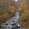 Steele Creek - Delhi, NY