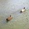 Bay Club ducks. BayClubRealEstate.com