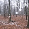 woods during slushy rain