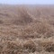 dead grass on Swatara Rd