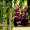 Hershey Gardens, Hershey, PA