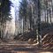 foresta1
