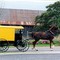 Allensville Amish