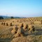 Amish hay field near Allensville