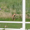 Oh Deer!!!