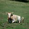 Longhorn at Pawnee Bill's