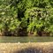 Lee Creek