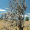 Shoe Tree