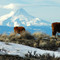 Mt. Hood from US 97 near Cow Canyon - Shaniko