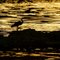 Egret, Klamath Falls Or.