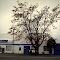 The tree