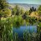 Frog pond