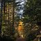 Banks-Vernonia State Trail