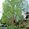 Amazing Tree