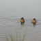 Duck Salute