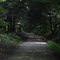 Cool shady trail view