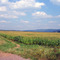 Corn and Windmills