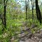 Mount Davis Natural Area