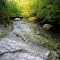 Panther Creek Private Wild Plant Sanctuary