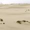 Orergon Dunes, Dellenback Trail 1, Lakeside